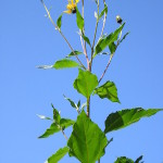 Jerusalem artichoke 