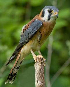 photo of American kestrel