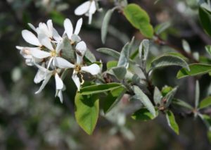 photo of blooming Amelanchier