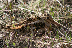 American_Woodcock_Scolopax_minor