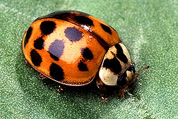 photo of Asian ladybeetle