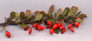 Berberis_thunb_frt