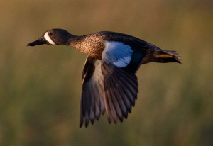 Blue-Winged Teal