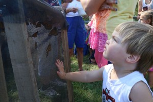 Butterfly Release 2