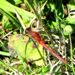 Cherry-faced_Meadowhawk