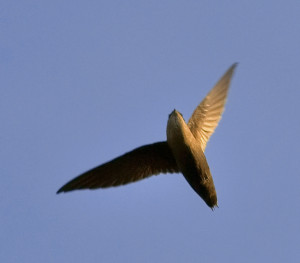 Chimney_swift_overhead