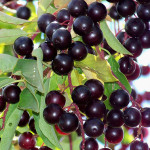 Chokecherry