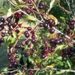 Chokecherry