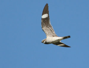 photo of common nighthawk in flight