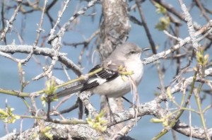 Northern Mockingbird  -  Mtwc 2014