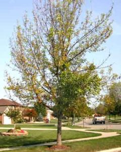 photo of ash tree decimated by emerald ash borer