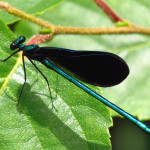 Ebony Jewelwing 