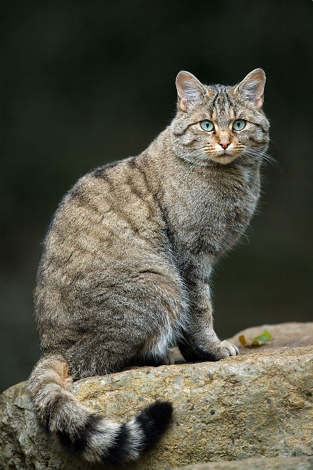 European Wild Cat