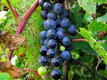 Frost_grapes_(Southeast_Michigan)
