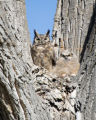 photo of Great horned owl and its young