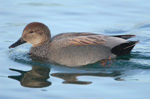 Gadwall