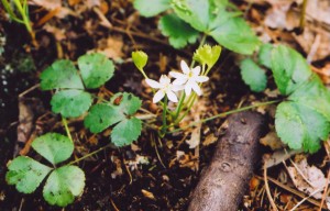 Photo of Goldthread flowering plant