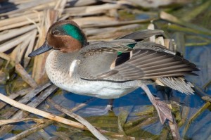 Green-Winged Teal