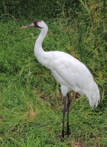 photo of Whooping Crane