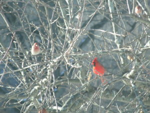 photo of a House Finch and Cardinal in an apple tree