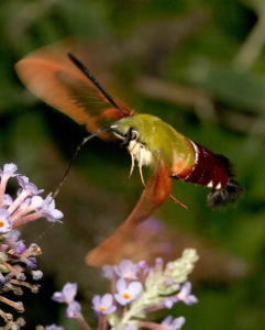 Photo of Hummingbird moth