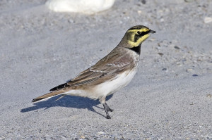 Horned larks have black masks and tiny ear tufts.