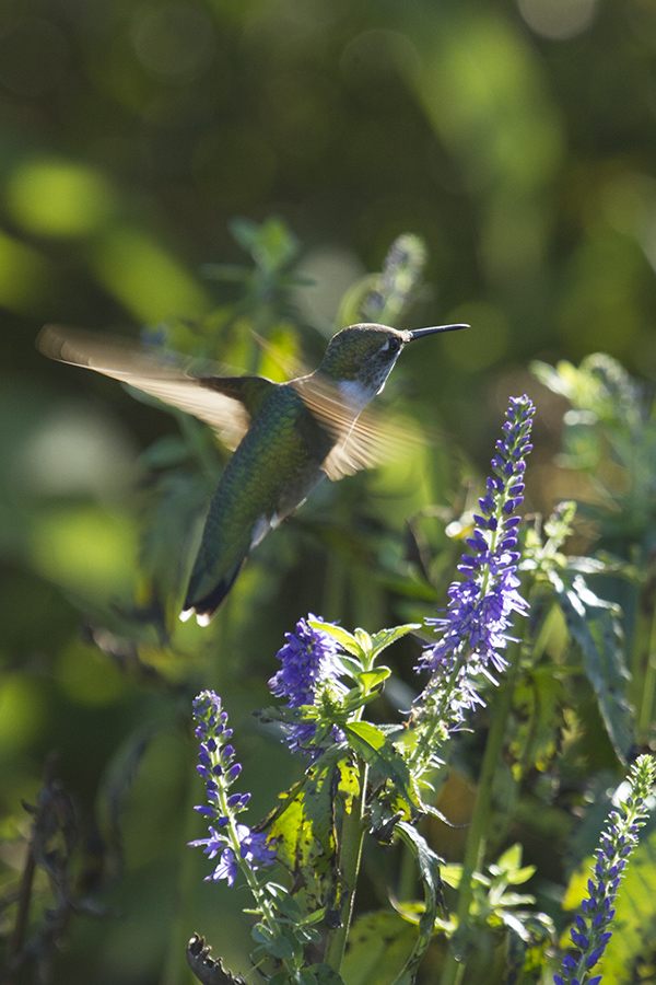 photo of a hummingbird in flight in the butterfly garden