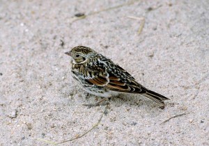 Lapland Longspur