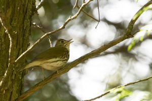 photo of male ovenbird singing