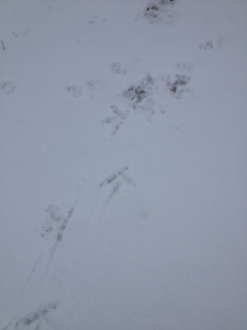 Owl Tracks