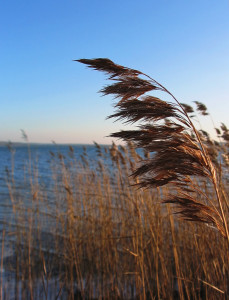 Phragmites_australis_