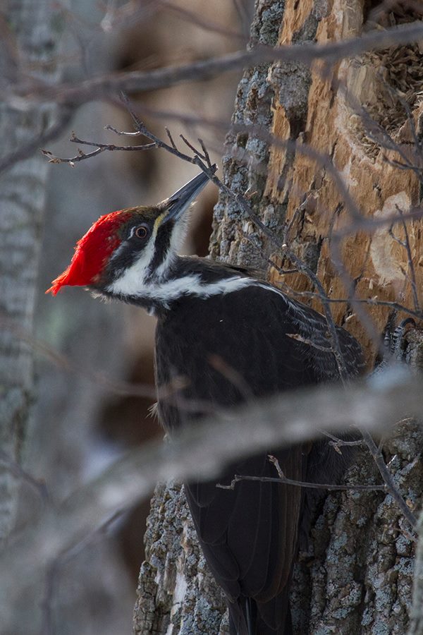 photo of Pileated woodpecker