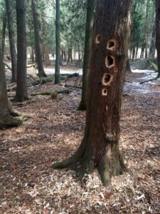 photo of tree with holes made by Pileated woodpecker