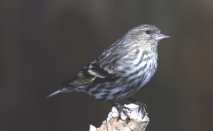 Pine Siskin