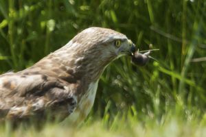 photo of a Red-tailed hawk eating a mouse in the grass