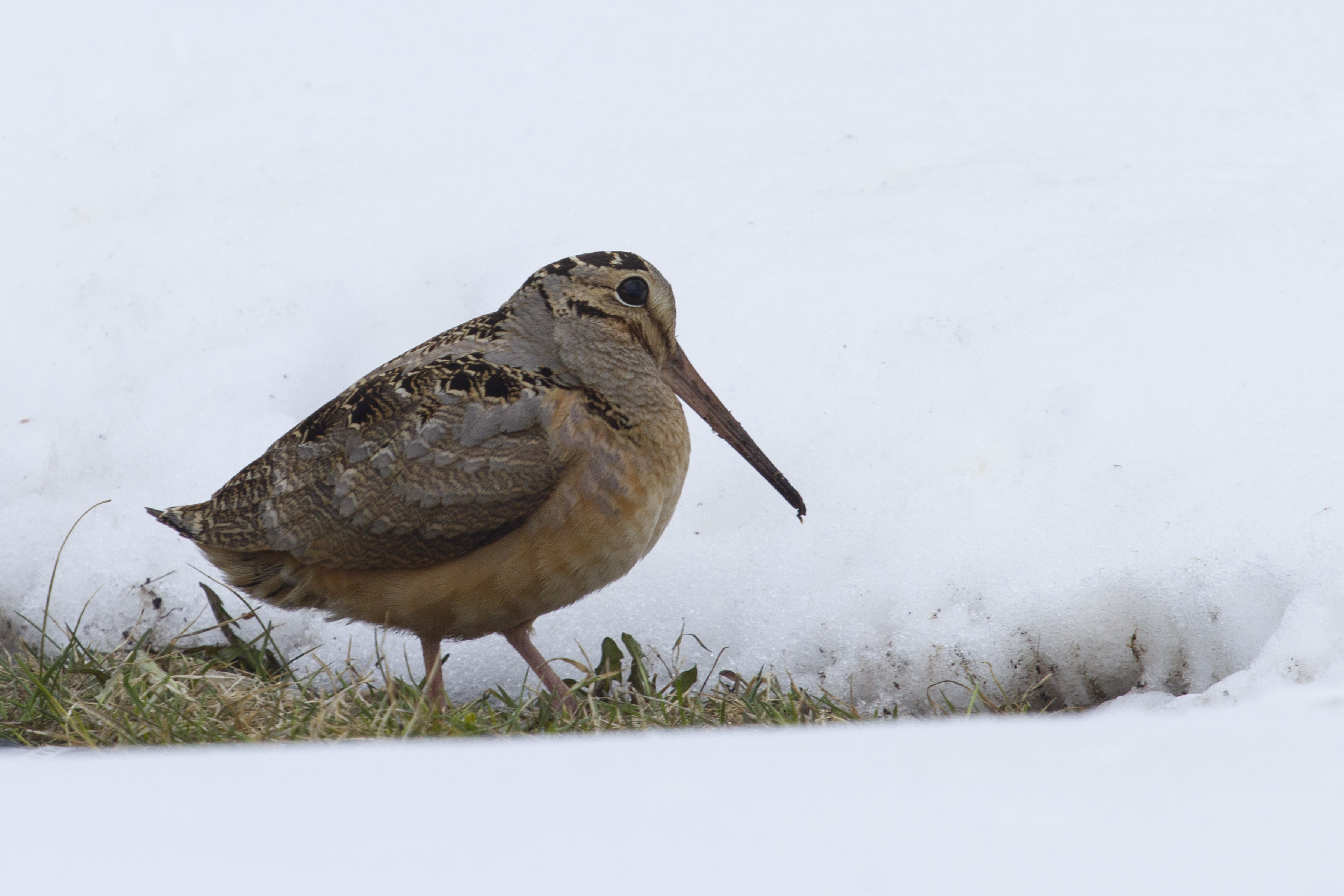 photo of woodcock in the snow