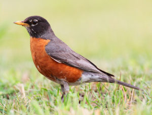 photo of a Robin on the lawn