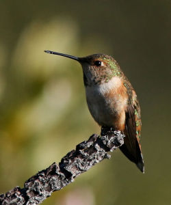 Rufous Hummingbird