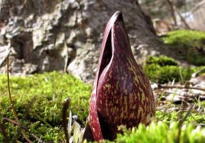 Skunk Cabbage flower taken by Sue Sweeny