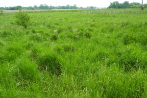 Sedge Meadow