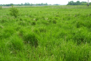 Sedge Meadow