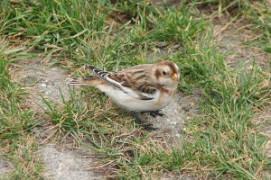 Snow Bunting