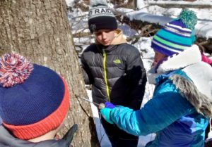 photo of tapping tree for sap to make maple syrup