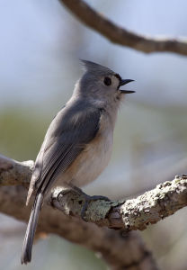 Tufted Titmouse