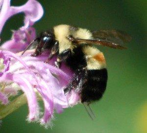 photo of rusty-patched bumblebee on flower