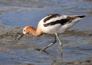 American Avocet-a beautiful shorebird sometimes found along the shore in Manitowoc County