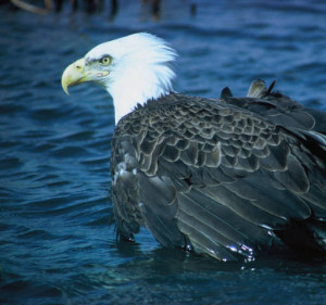 bald eagle