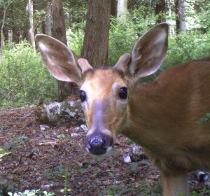 White-tailed deer