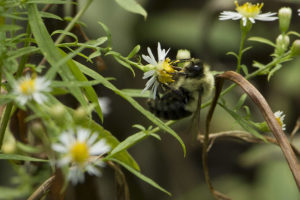 photo of bee on a native aster