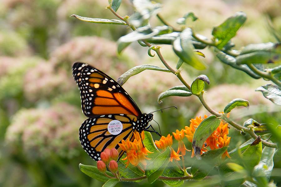 Butterfly Garden | Woodland Dunes Nature Center and Preserve